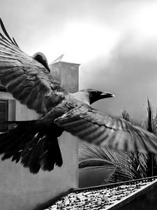 Preview wallpaper crows, bird, flying, flapping, buildings, sky, black and white
