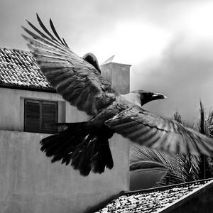 Preview wallpaper crows, bird, flying, flapping, buildings, sky, black and white