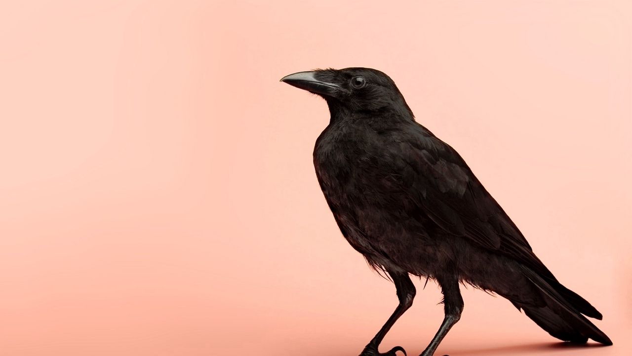Wallpaper crows, bird, photo shoot, background