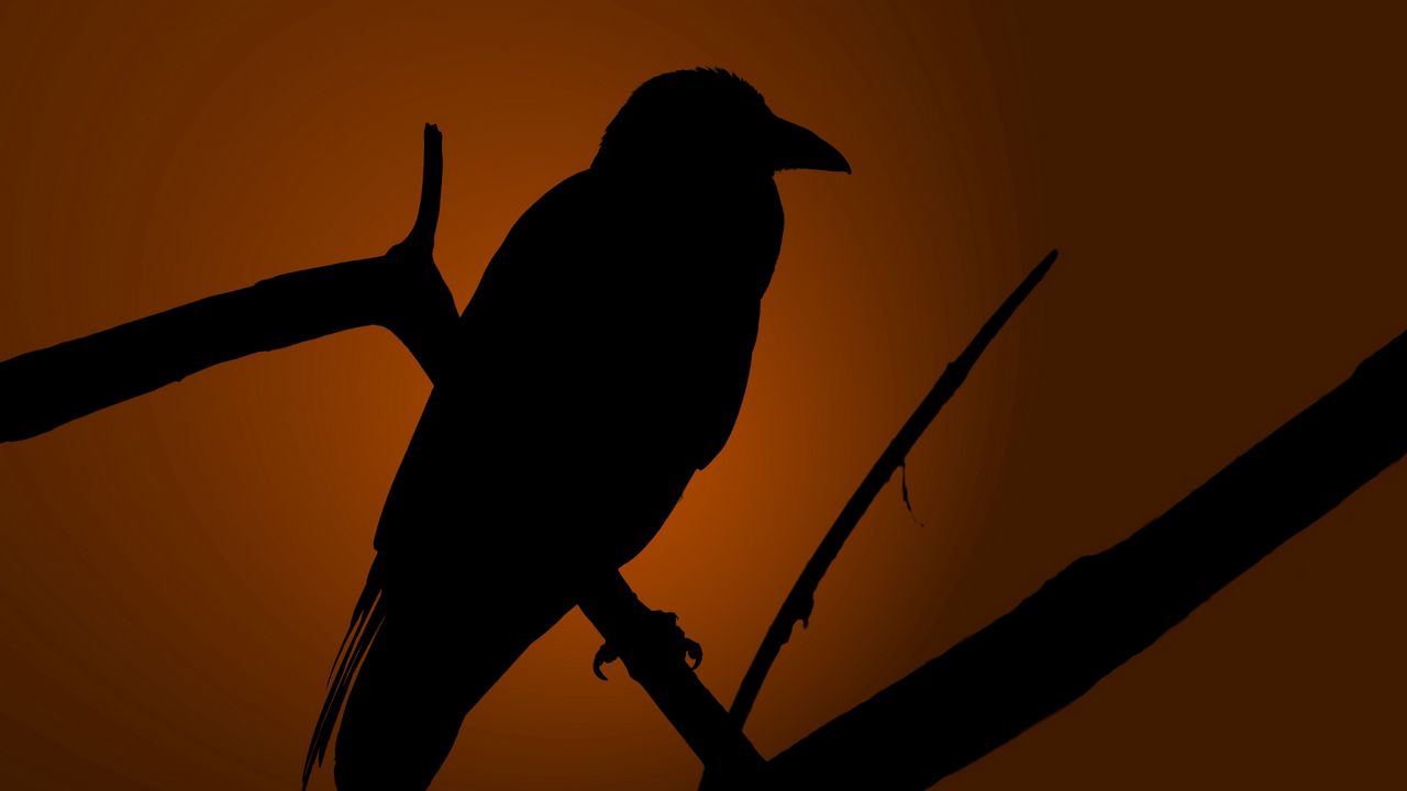 Wallpaper crows, bird, shadow, silhouette