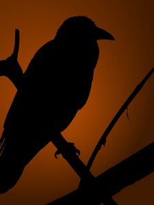 Preview wallpaper crows, bird, shadow, silhouette