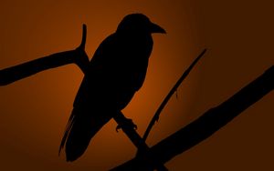 Preview wallpaper crows, bird, shadow, silhouette