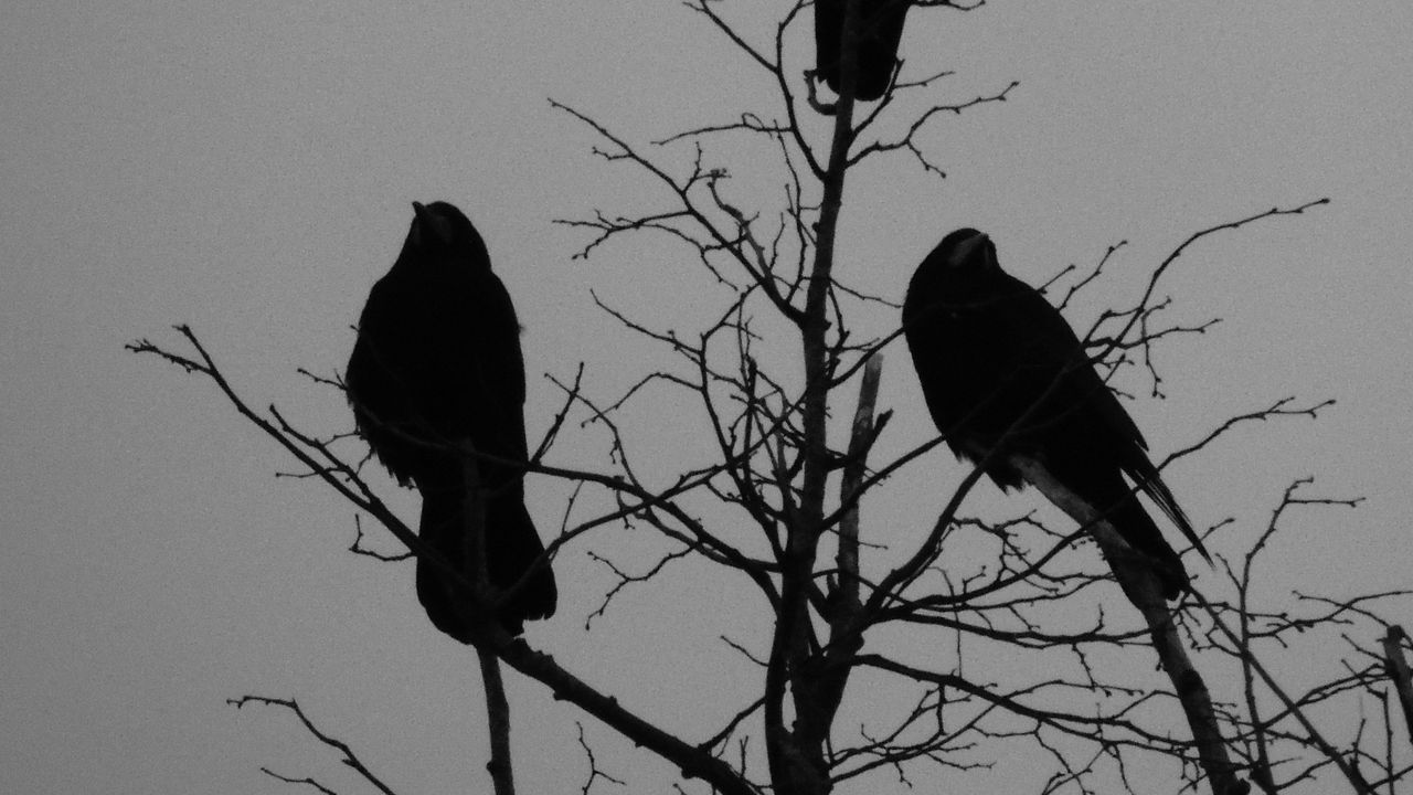 Wallpaper crows, bird, silhouettes, tree, branches