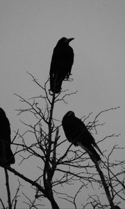 Preview wallpaper crows, bird, silhouettes, tree, branches