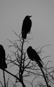 Preview wallpaper crows, bird, silhouettes, tree, branches