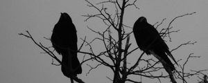 Preview wallpaper crows, bird, silhouettes, tree, branches