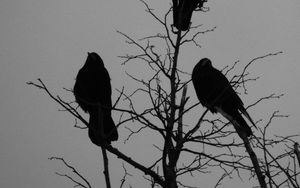 Preview wallpaper crows, bird, silhouettes, tree, branches