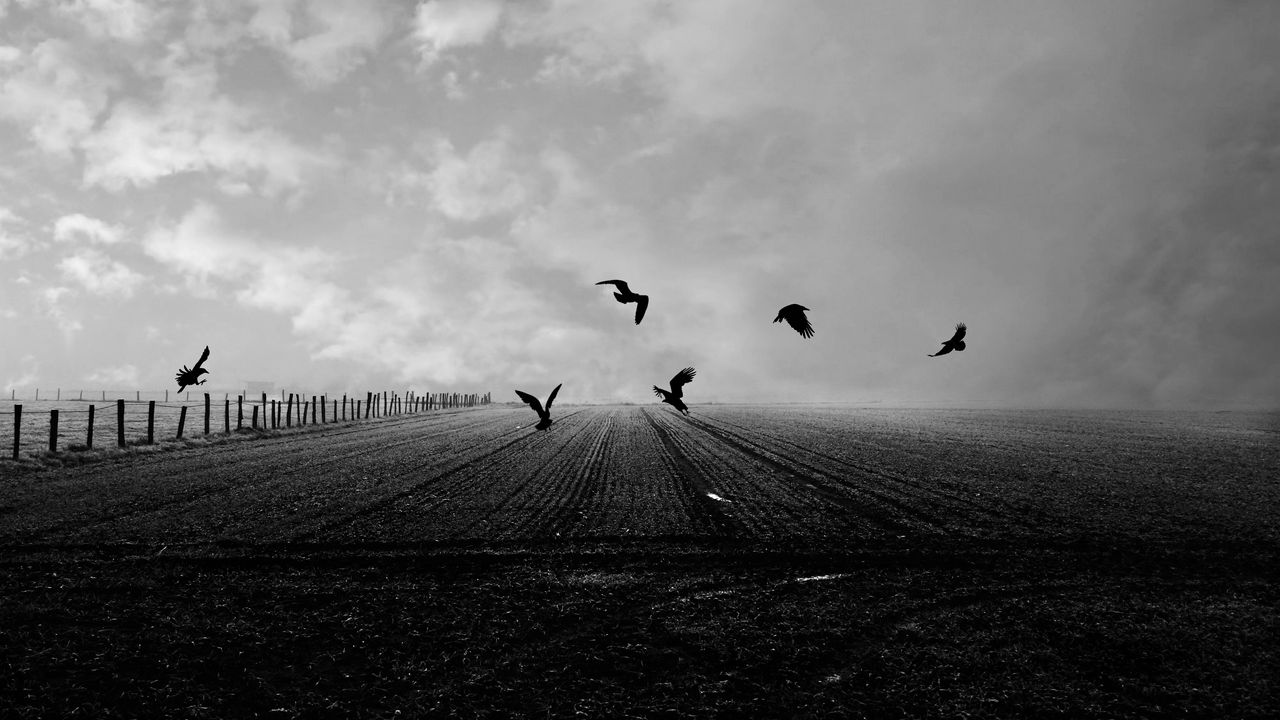 Wallpaper crows, birds, field, bw