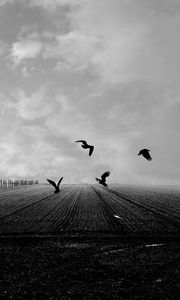 Preview wallpaper crows, birds, field, bw