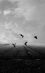 Preview wallpaper crows, birds, field, bw