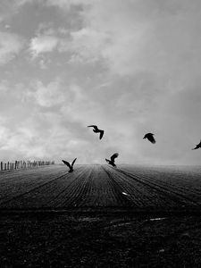 Preview wallpaper crows, birds, field, bw