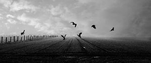 Preview wallpaper crows, birds, field, bw