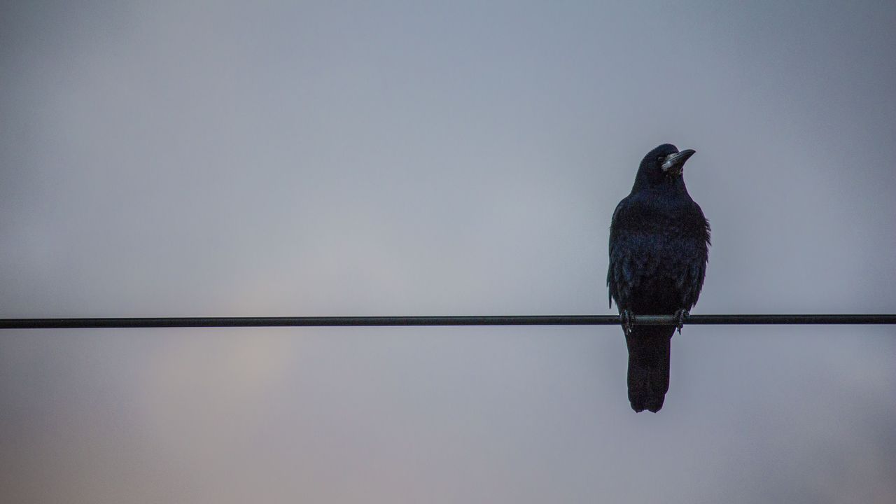 Wallpaper crows, wires, birds