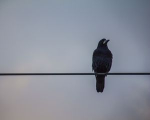 Preview wallpaper crows, wires, birds