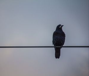 Preview wallpaper crows, wires, birds