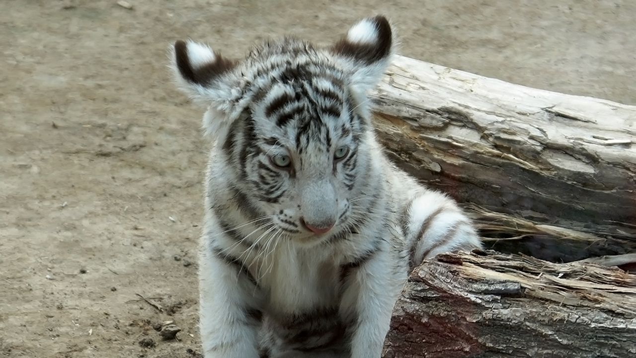 Wallpaper cub, albino, sit