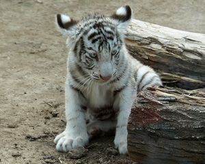 Preview wallpaper cub, albino, sit