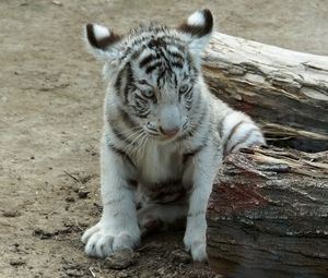 Preview wallpaper cub, albino, sit