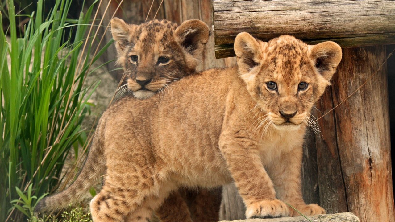 Wallpaper cub, baby, kids, lion