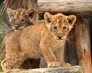 Preview wallpaper cub, baby, kids, lion