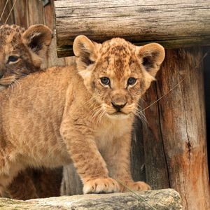 Preview wallpaper cub, baby, kids, lion