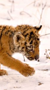 Preview wallpaper cub, baby, snow