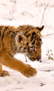 Preview wallpaper cub, baby, snow