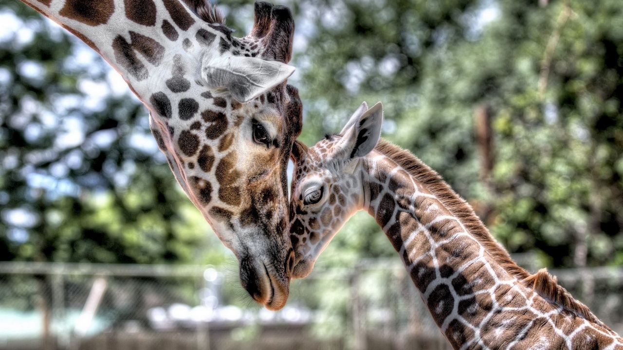 Wallpaper cub, giraffe, baby, mother, tenderness, hdr