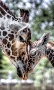 Preview wallpaper cub, giraffe, baby, mother, tenderness, hdr
