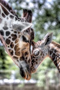 Preview wallpaper cub, giraffe, baby, mother, tenderness, hdr