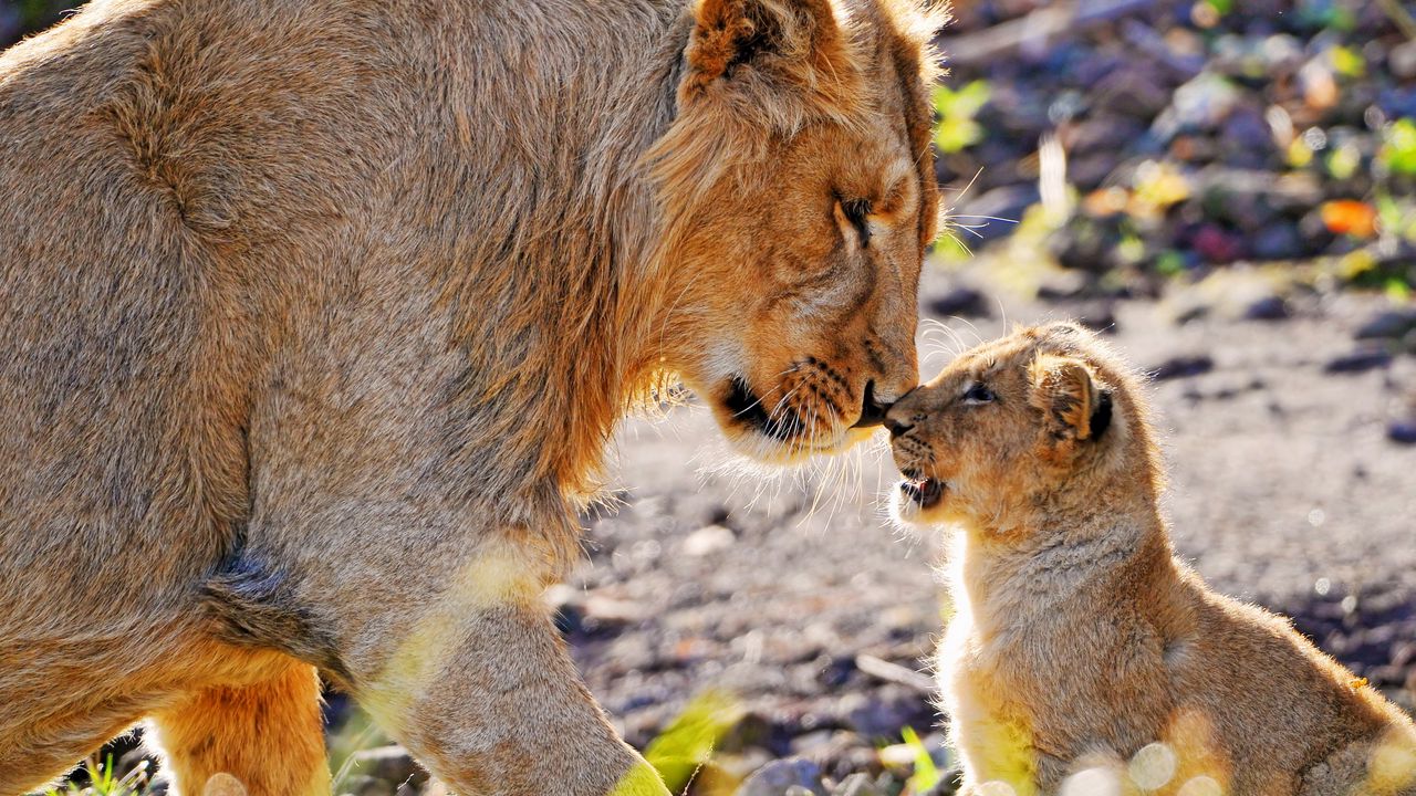 Wallpaper cub, lion, care, attention, affection, predator