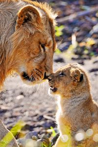 Preview wallpaper cub, lion, care, attention, affection, predator