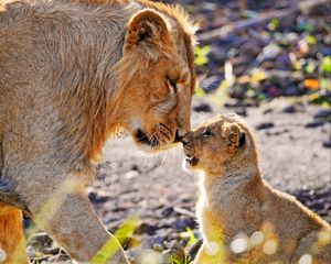 Preview wallpaper cub, lion, care, attention, affection, predator