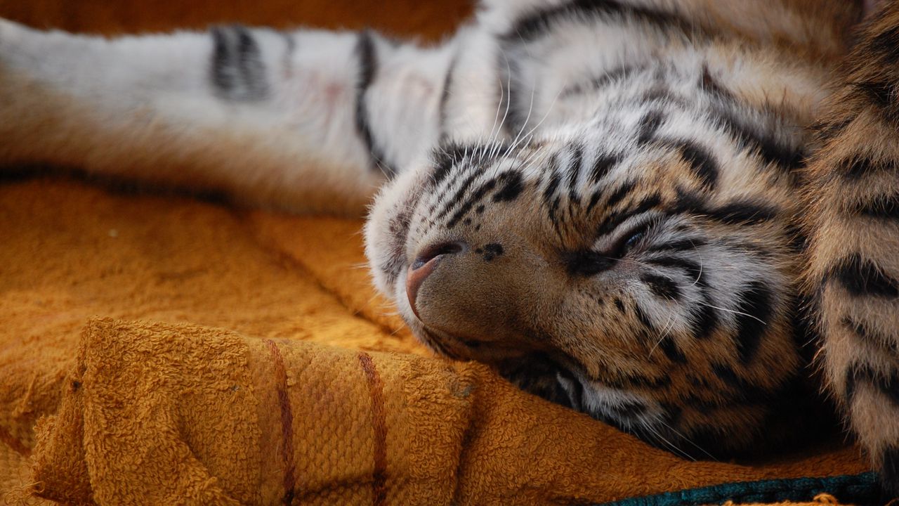 Wallpaper cub, sleep, face