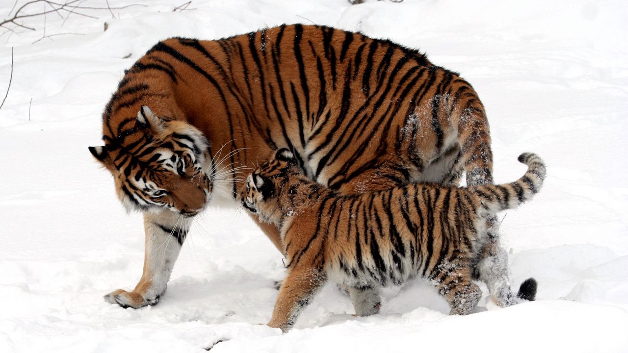 Wallpaper cub, tiger, tiger cub, snow play