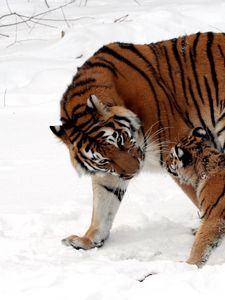 Preview wallpaper cub, tiger, tiger cub, snow play