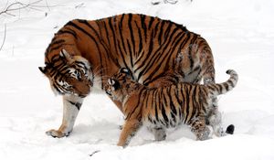 Preview wallpaper cub, tiger, tiger cub, snow play