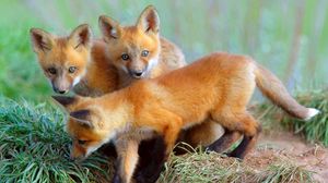 Preview wallpaper cubs, fox, foxes, curiosity