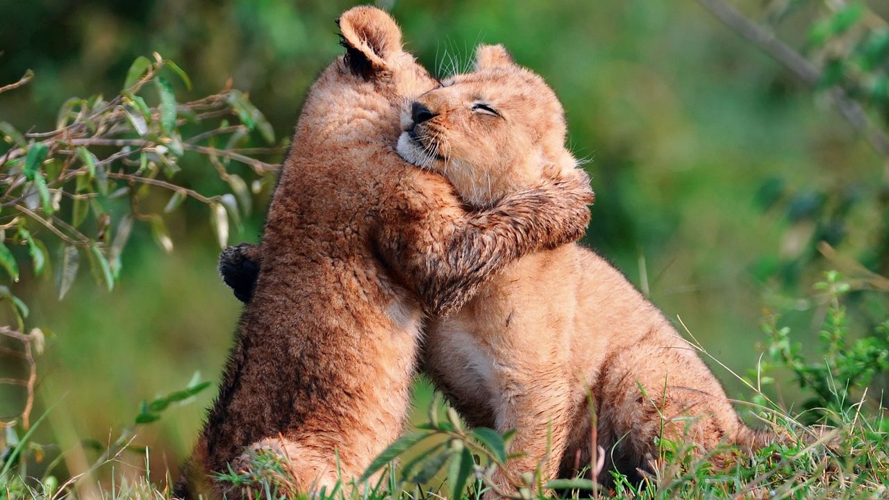 Wallpaper cubs, hugs, young, grass, care