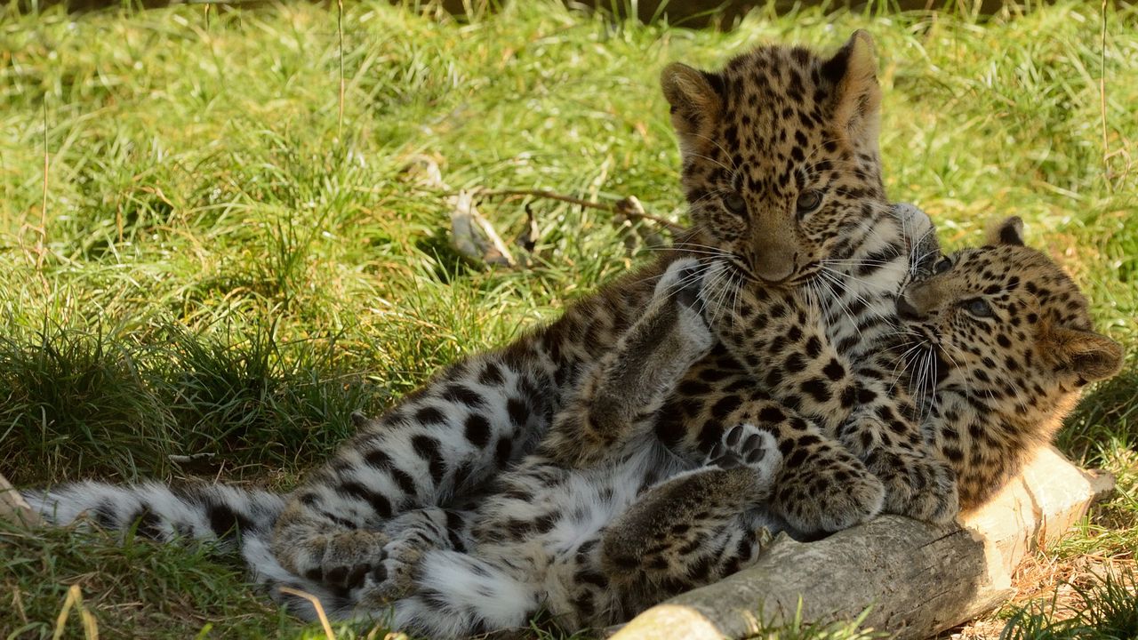 Wallpaper cubs, leopards, cats, game