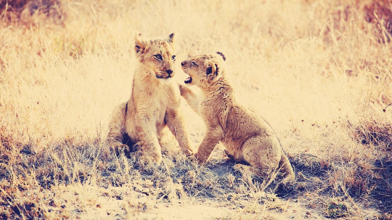 Wallpaper cubs, lions, grass, playful, predators