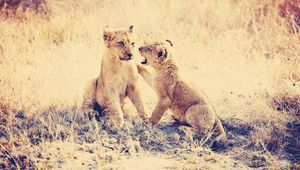 Preview wallpaper cubs, lions, grass, playful, predators