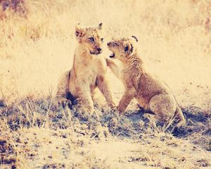 Preview wallpaper cubs, lions, grass, playful, predators