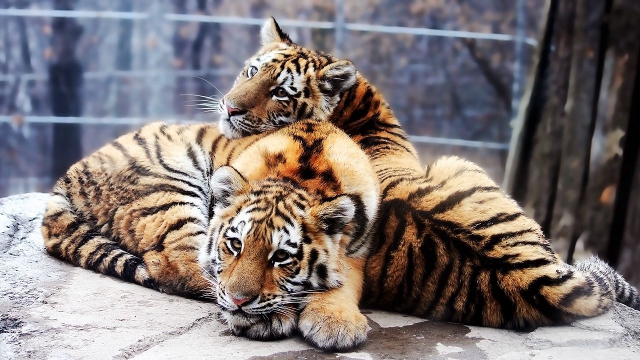 Wallpaper cubs, tigers, couple, down, rocks, predators