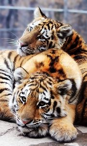 Preview wallpaper cubs, tigers, couple, down, rocks, predators
