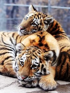 Preview wallpaper cubs, tigers, couple, down, rocks, predators