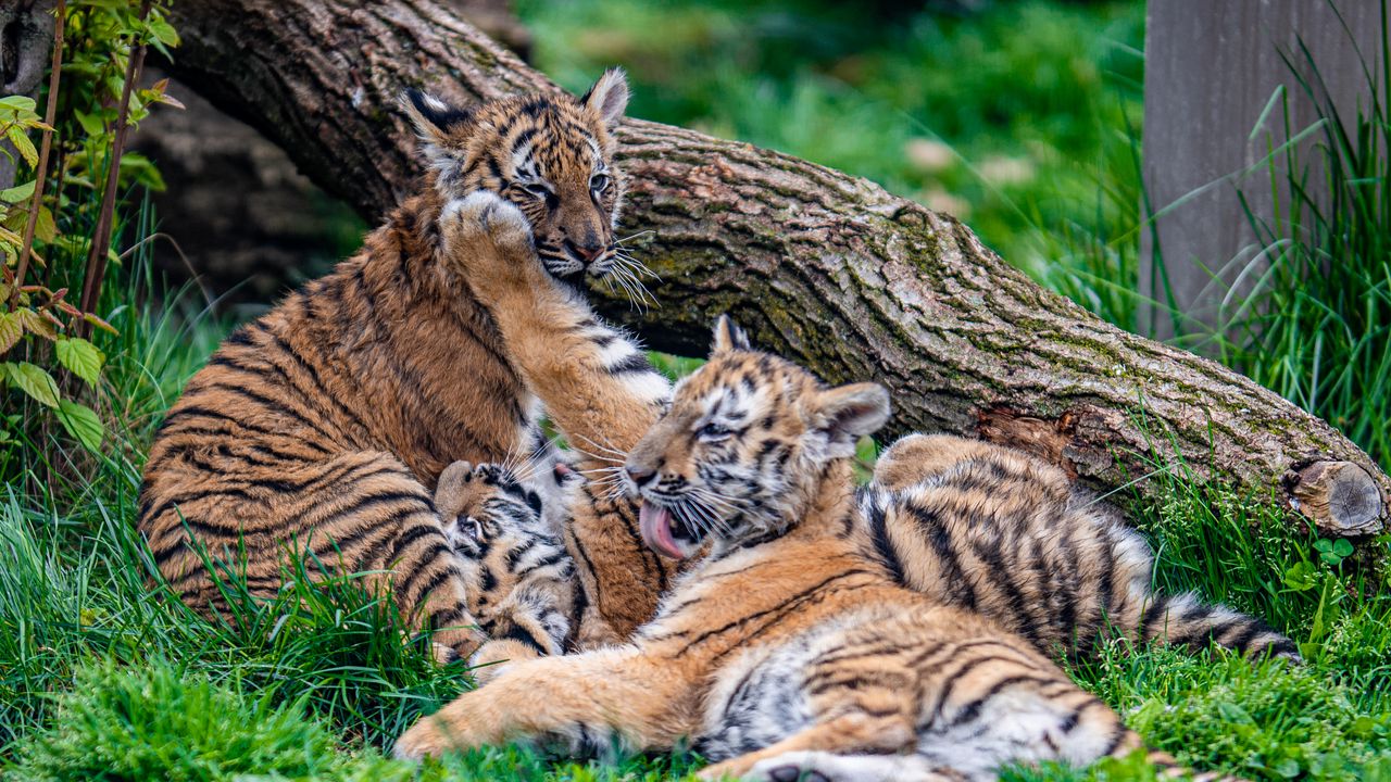 Wallpaper cubs, tigers, play, cute, funny, animals