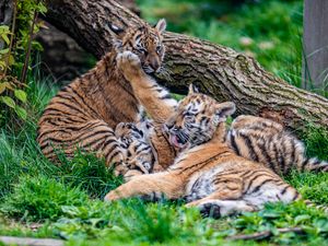 Preview wallpaper cubs, tigers, play, cute, funny, animals