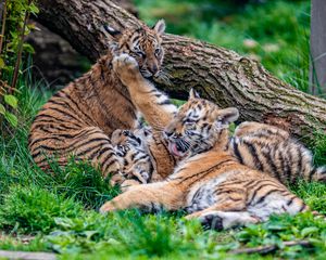 Preview wallpaper cubs, tigers, play, cute, funny, animals