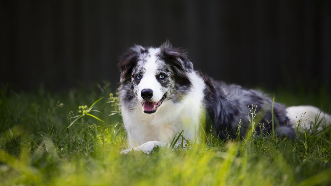 Wallpaper cumberland sheepdog, sheepdog, dog, pet, grass